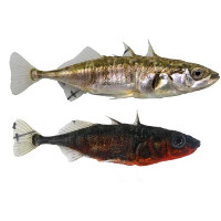 Cá tiến hóa siêu nhanh thành hai loài trong cùng hồ