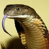 Chuyện dựng tóc gáy về rắn khổng lồ