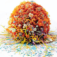 Đột phá mới trong việc điều trị ung thư bằng liệu pháp miễn dịch