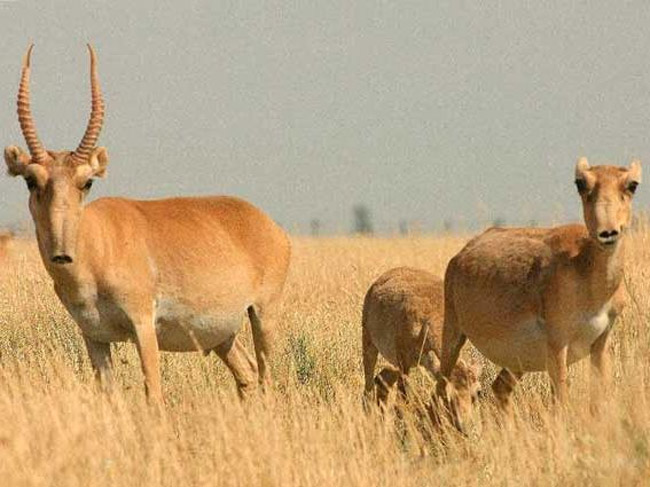 Saryarka- Các hồ và vùng thảo nguyên phía bắc Kazakhstan