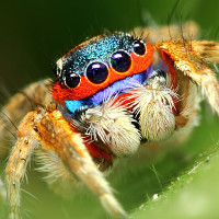 Những điều ít ai biết về loài nhện