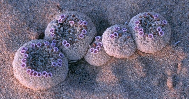 Độc lạ loài hoa nở trên cát như hoa ngoài hành tinh