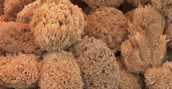 Động vật xuất hiện đầu tiên trên Trái Đất