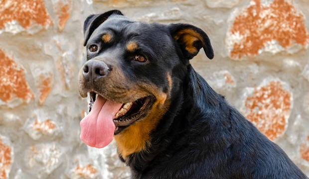 Rottweiler cũng nằm trong danh sách 5 loài chó hay tấn công người nhất thế giới. 