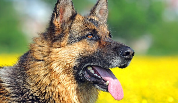 Shepherd của Đức cũng là giống chó hung hãn, chỉ đứng sau Pit Bull Terrier về số lượng vụ tấn công người. 