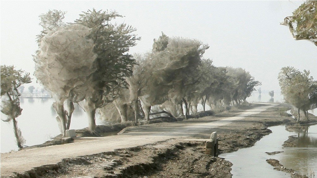 Hàng triệu con nhện giăng tơ lên cây sau một trận lụt lớn xảy ra ở Pakistan. Điều này là trông quá đáng sợ!