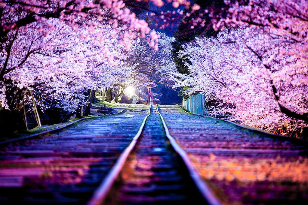Thử tưởng tượng những hàng cây hoa anh đào Nhật Bản đang nở rộ ở đồng quê hay trong lòng thành phố đông đúc. Ảnh hoa anh đào Nhật Bản sẽ đưa bạn đến một thế giới ngoài đời thường, nơi mà sắc đẹp của hoa anh đào được thể hiện trên những bức ảnh đẹp nhất.