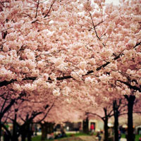 Những bức ảnh hoa anh đào khiến bạn muốn tới Nhật Bản ngay lập tức