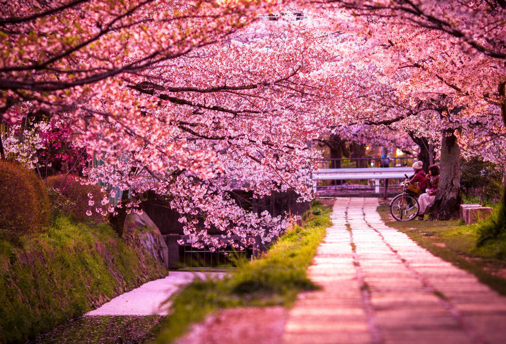 Những bức ảnh hoa anh đào khiến bạn muốn tới Nhật Bản ngay lập tức ...