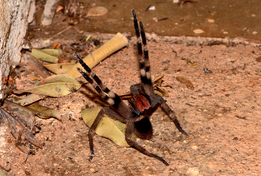 Venomous Spider