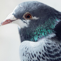 Dùng chim bồ câu để đo mức độ ô nhiễm không khí