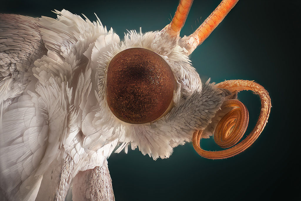 Một hình ảnh đáng sợ khác của loài vật với đôi mắt to.