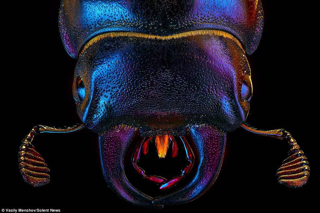 Cận cảnh một chú bọ trông không khác gì một con tê giác.