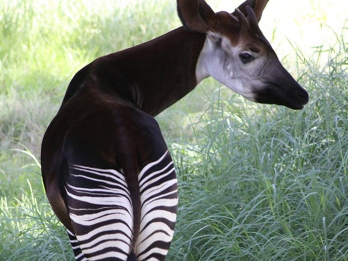 Hươu đùi vằn (Okapi)