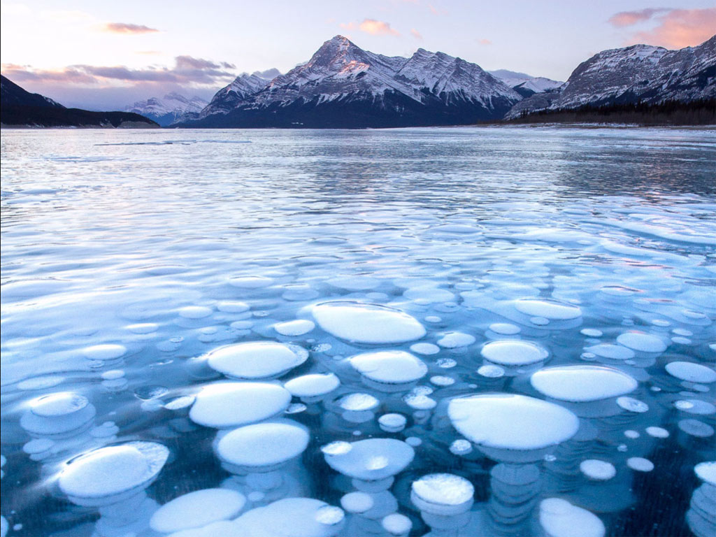 Bức ảnh này được chụp tại hồ Abraham- Alberta. Khí metan từ các thực vật chết bốc lên mặt nước và bị chặn lại dưới lớp băng đá vô tình tạo nên những quả bong bóng băng này