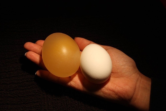 Thí nghiệm đơn giản để biến trứng thành quả bóng trong suốt, nảy như bóng bàn