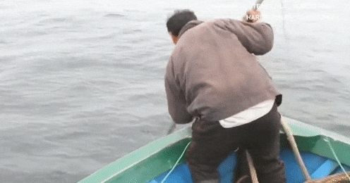 Con người đang đối xử với người bạn cá heo như thế nào?