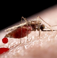 FDA: muỗi biến đổi gen không ảnh hưởng tới môi trường sẽ áp dụng để chống Zika