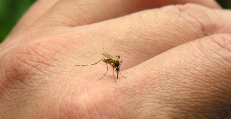 Ba con đường lây nhiễm chính của virus Zika