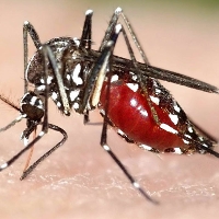 Vì sao Zika có khả năng lây lan nhanh ở Việt Nam?