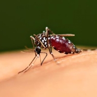 Khuyến cáo khẩn Bộ Y tế về phòng chống bệnh do virus Zika