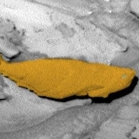 Phát hiện cá khổng lồ sống trên sao Hỏa
