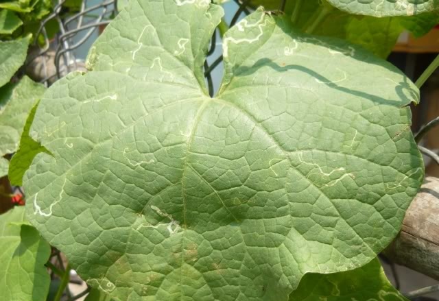 Kỹ thuật gieo trồng cây mướp cho năng suất cao