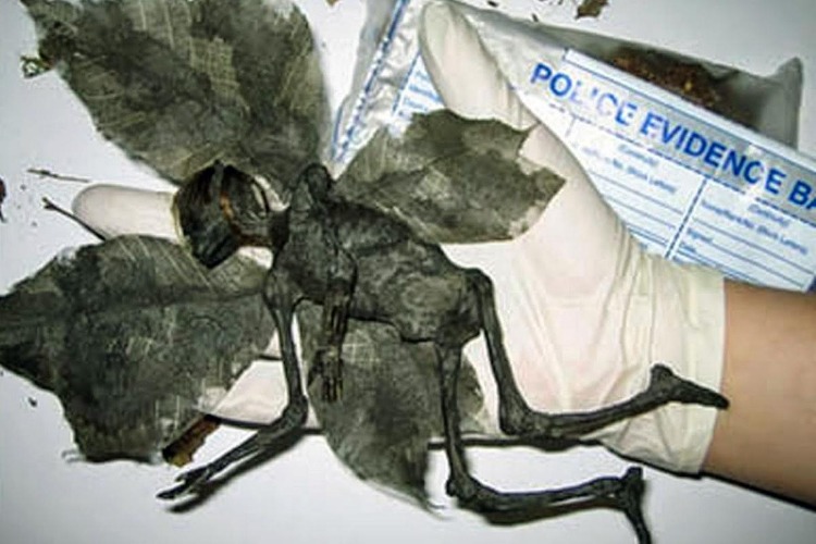 Những cú lừa 