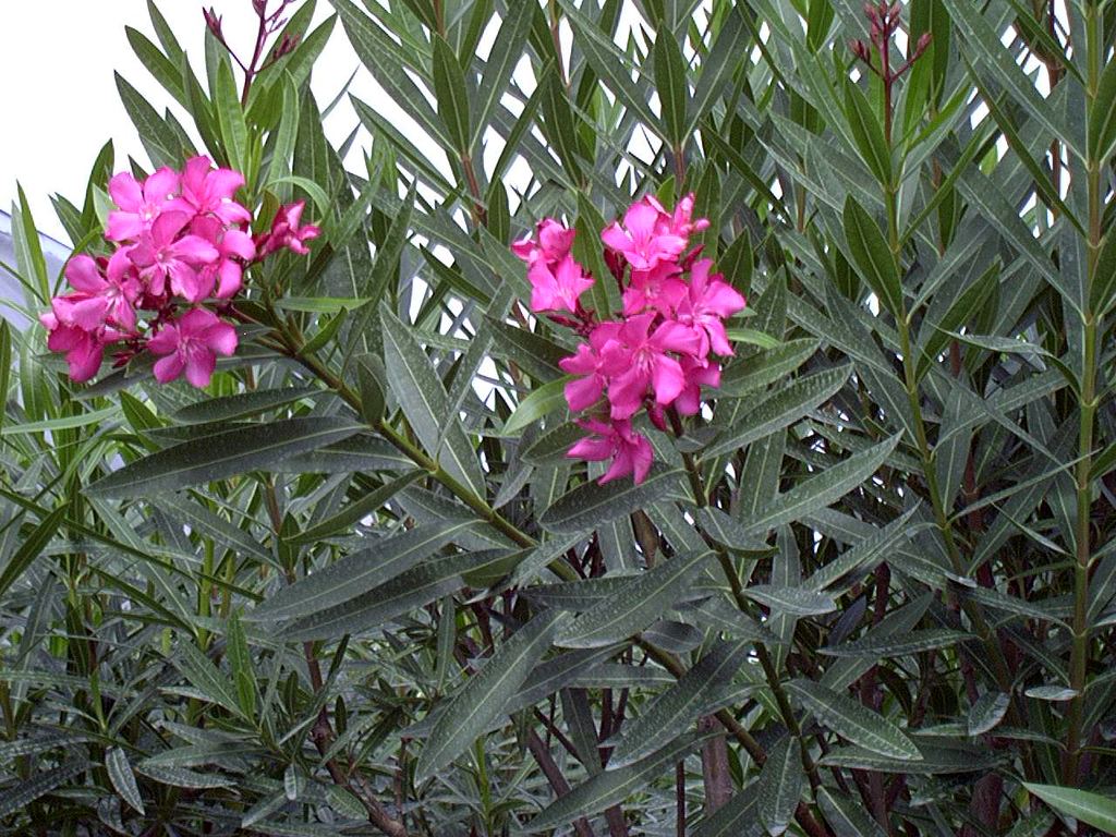 Hoa ngoắt nghẻo có chứa chất kịch độc colchicine và một số chất độc khác.