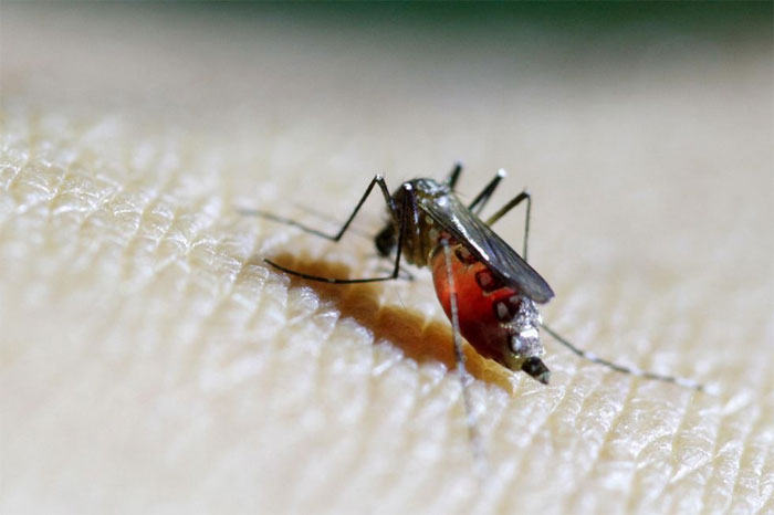 Một con muỗi Aedes aegypti cái trên cánh tay của kỹ thuật viên y tế.