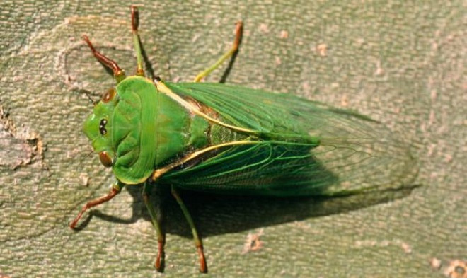 Ve sầu giữ danh hiệu loài côn trùng ồn ào nhất thế giới. 