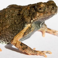 "Dịch bôi trơn" của loài ếch có thể chữa lành vết thương