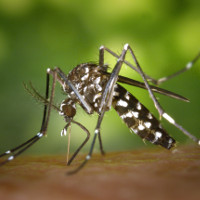 Phát hiện loài muỗi thứ hai mang virus Zika