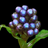 Pollia condensata: Loài cây có quả lấp lánh như những viên đá quý