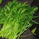 Cách nhận biết rau sạch và rau tồn dư nhiều hóa chất