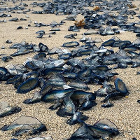 Bờ biển Mỹ "nhuộm" xanh vì xuất hiện hàng ngàn con sứa