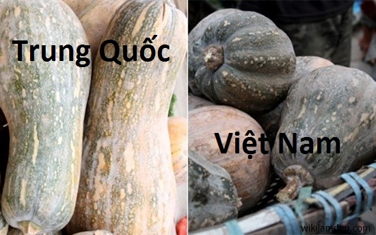 Bí đỏ Việt Nam có vỏ ngoài sần sùi, hình dáng méo mó.