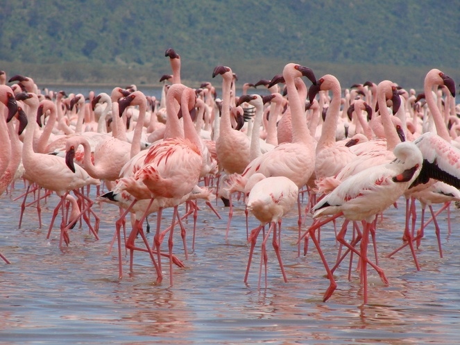 Hệ thống hồ trong thung lũng nứt vỡ lớn - Di sản thiên nhiên thế giới tại Kenya