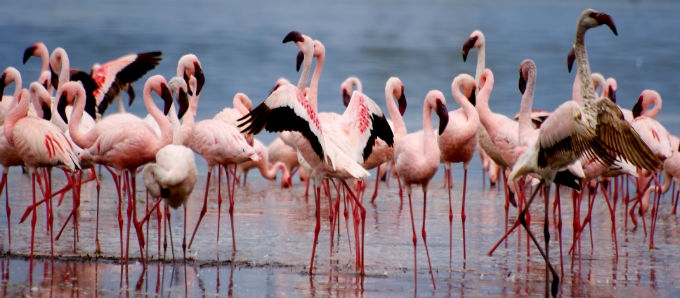 Hệ thống hồ trong thung lũng nứt vỡ lớn - Di sản thiên nhiên thế giới tại Kenya