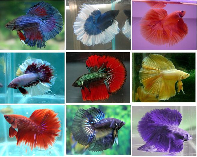 Chiêm ngưỡng 4 loài cá đặc biệt nhất thế giới