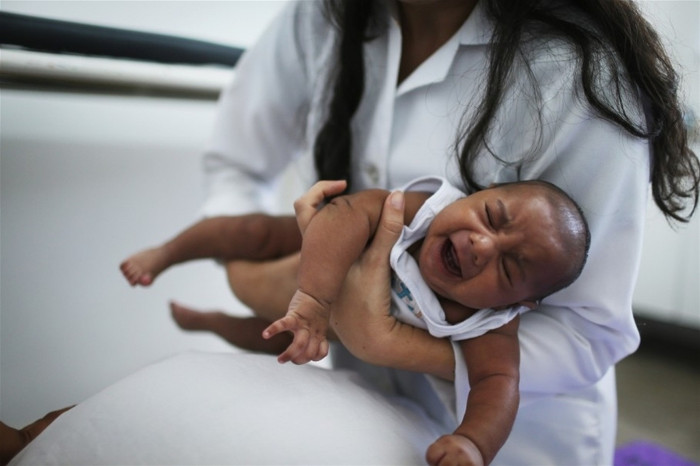 Loại muỗi truyền virus Zika rất phổ biến tại Hà Nội