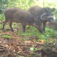 Video: Loài lợn xấu và hiếm nhất hành tinh