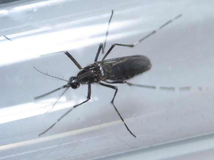 Phát hiện virus Zika gây rối loạn não ở người lớn