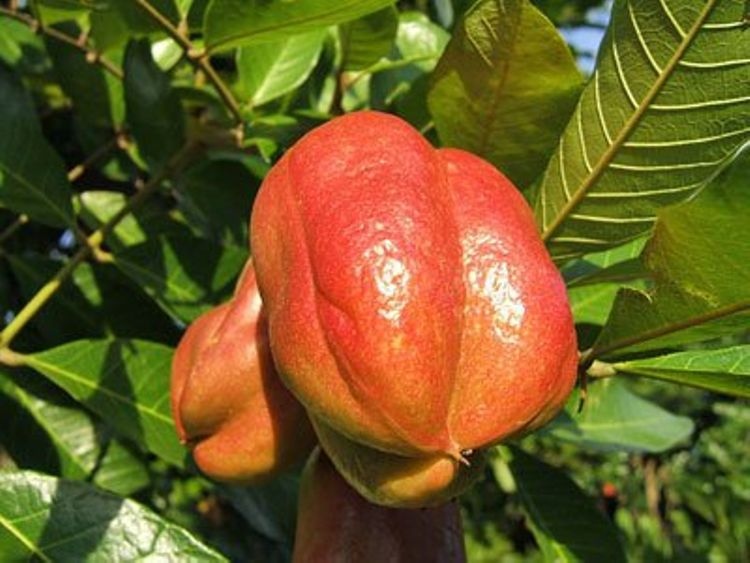 Những loại thực phẩm độc nhất thế giới
