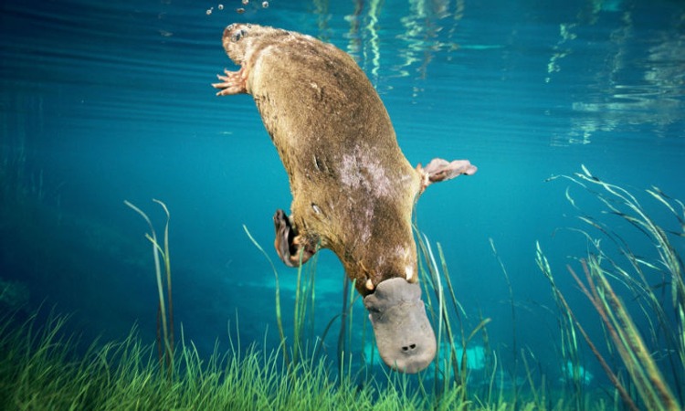 Duck-billed platypus