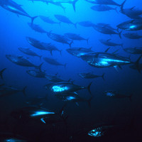 Các đàn cá biển có thể phục hồi vào năm 2026