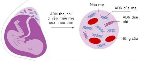 Máu mẹ tiết lộ bí mật thai nhi