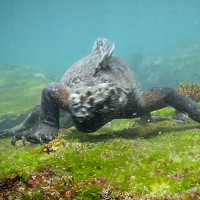 Video: "Tiểu khủng long" gặm tảo biển dưới đáy Thái Bình Dương