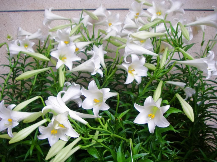 Trong tháng tư, những bông hoa loa kèn trắng muốt như tuyết đã trở thành một nguồn cảm hứng vô tận cho những người yêu thiên nhiên và nghệ thuật. Hãy xem hình ảnh những cánh hoa loa kèn mê mẩn này để cảm nhận được vẻ đẹp tuyệt vời của chúng.