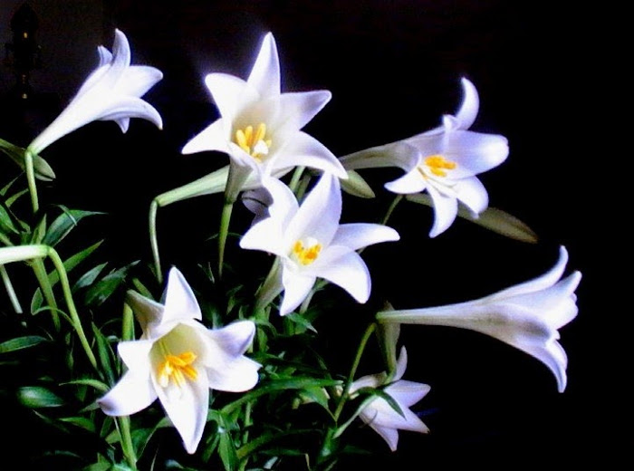 199 Mẫu Hoa loa kèn đẹp nhất Mua hoa loa kèn ở đâu